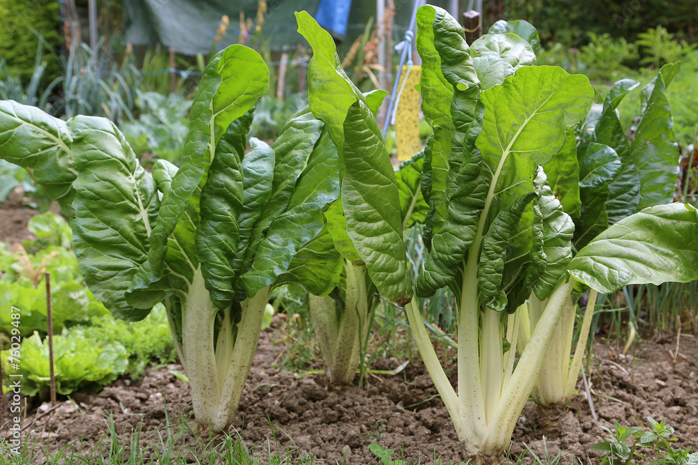 Obraz premium Blettes