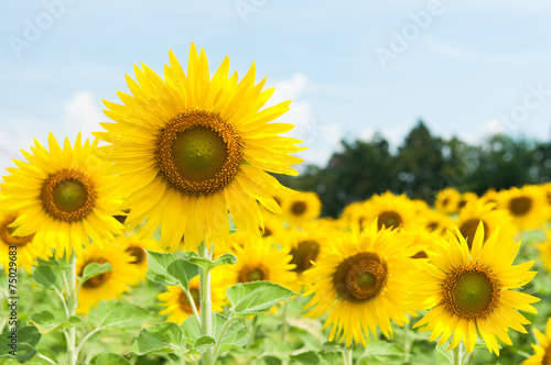 Sunflowers at the field