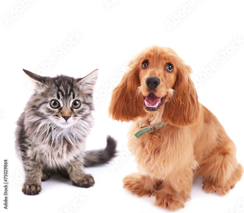 Cute dog and kitten isolated on white