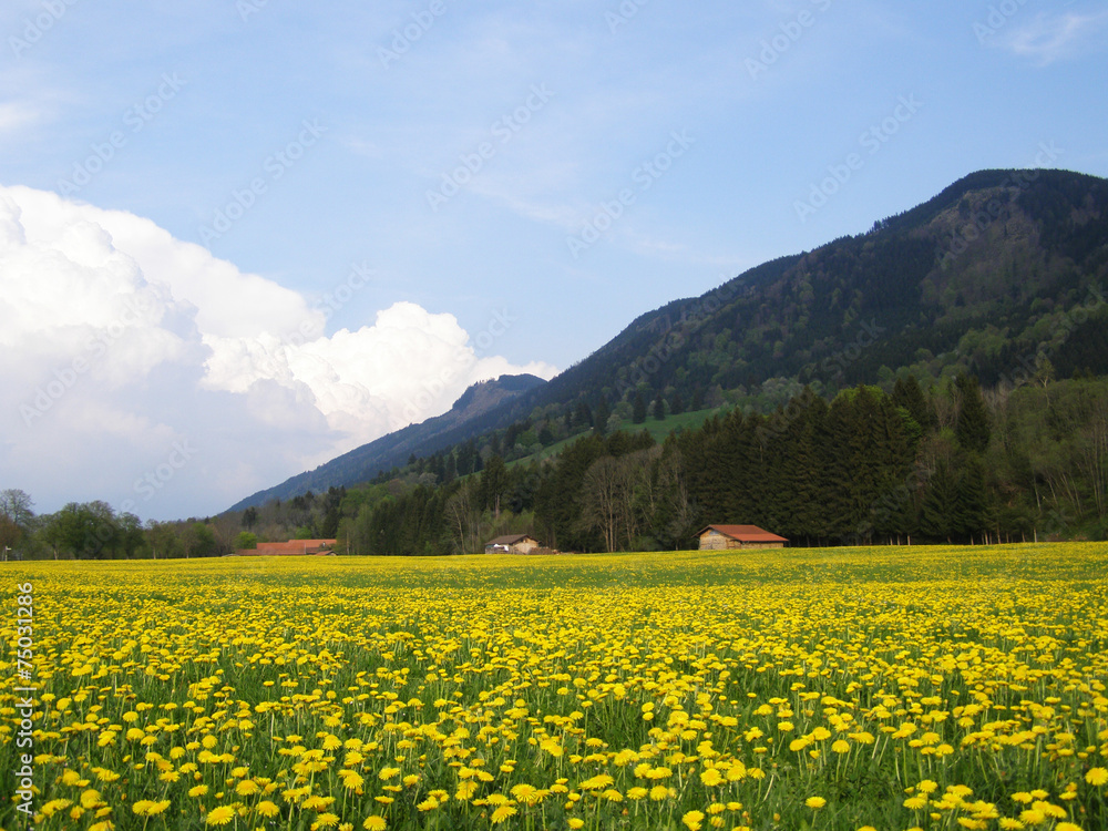 Dandelion field in the Alps Dandelion field in the Alps