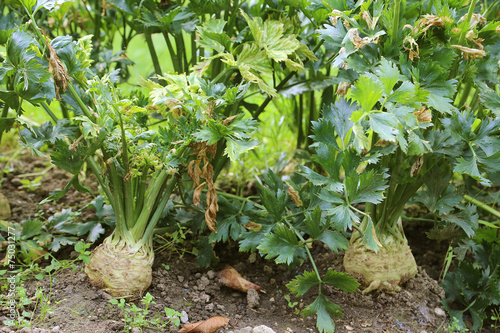 Wallpaper Mural Céleris-raves Torontodigital.ca