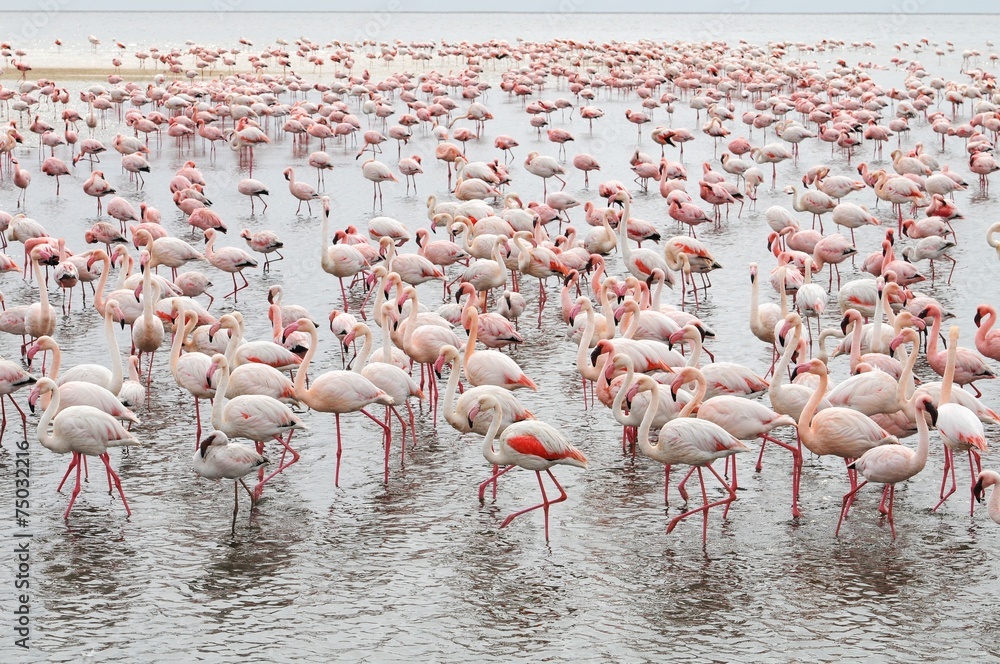 Flamingos (Phoenicopteridae)  in Walvisbay