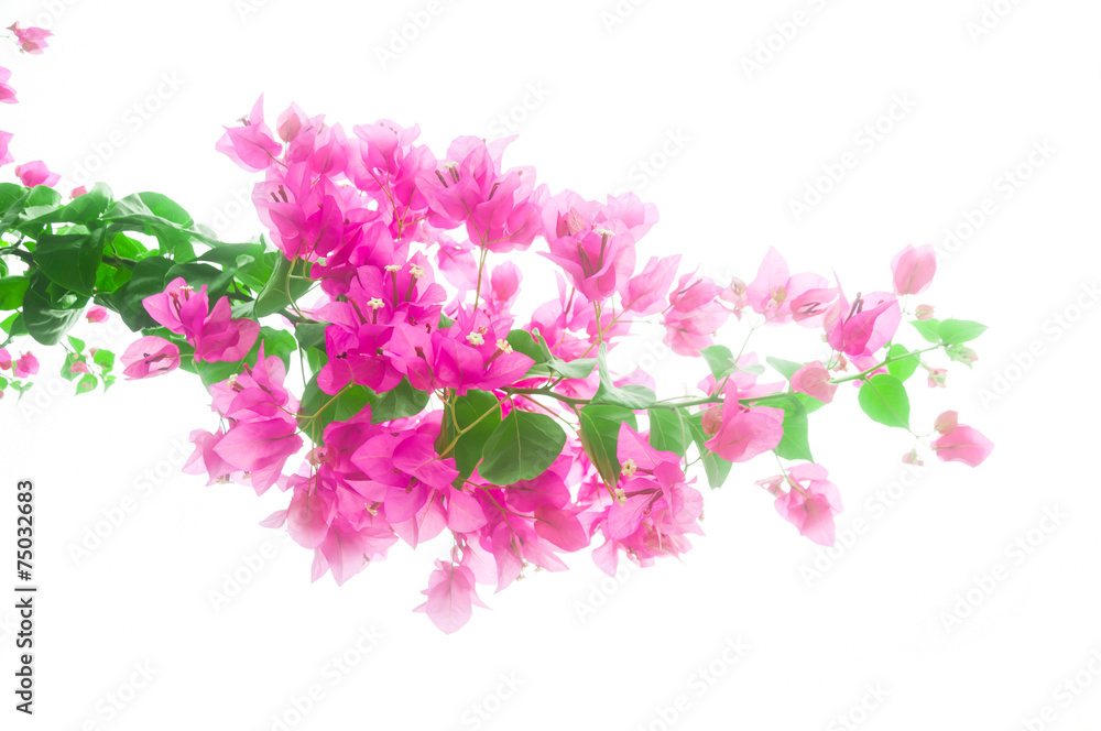 bougainvillea bougainvillea