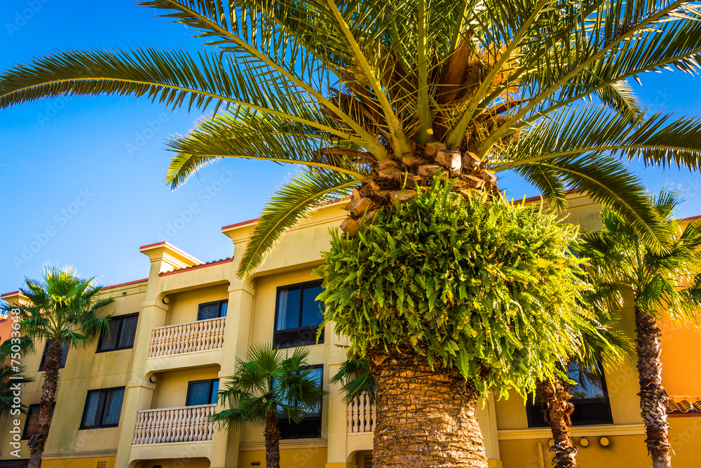 Palm tree and hotel in Vilano Beach, Florida.