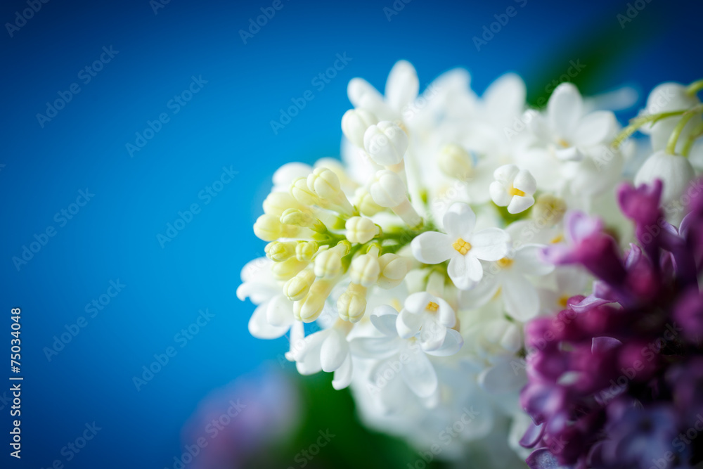 bouquet of beautiful purple lilac bouquet of beautiful purple lilac