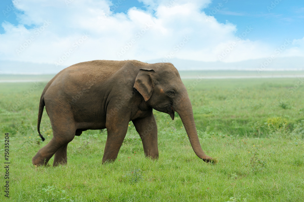 Fototapeta premium Elephants