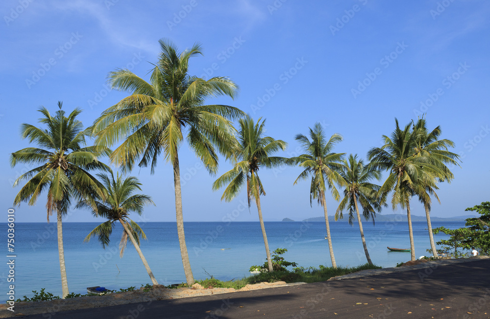 Palm trees in tropical beach