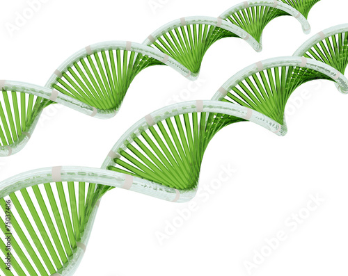 3D DNA