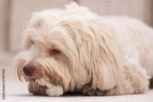 Havanese dog with a bone © Vista Photo