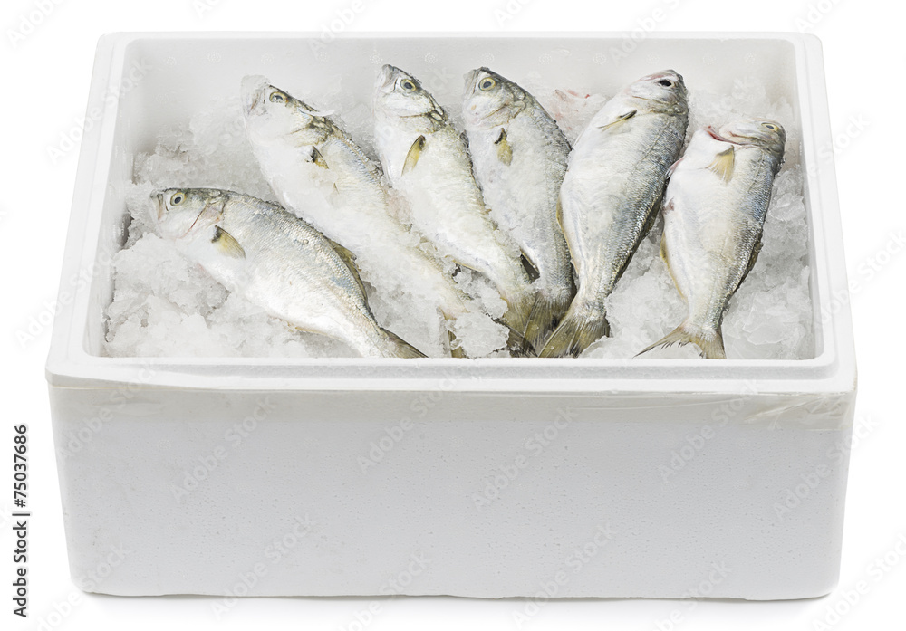 Fish in Transportation Box Stock Photo