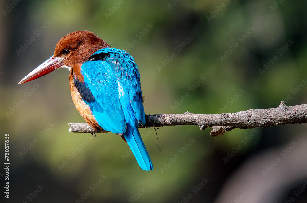 blue Kingfisher bird, on a branch, beak left