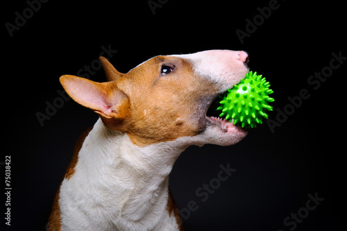 Fotografering Funny bull terrier with spiked green ball on black background