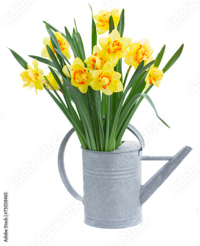 Fototapeta Naklejka Na Ścianę i Meble -  spring narcissus