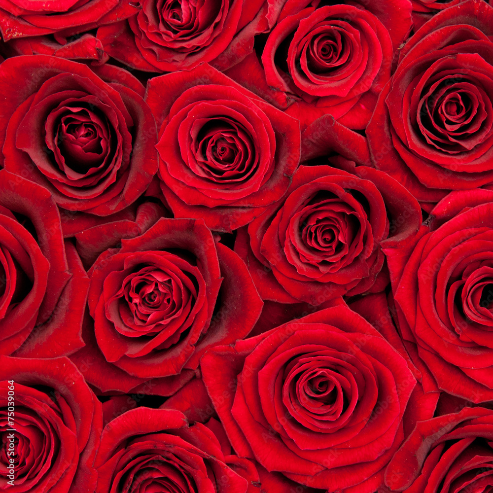 red roses red roses