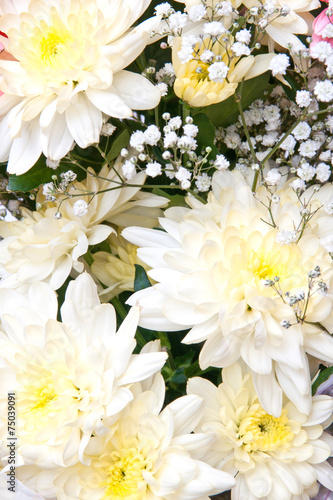 chrysanthemums