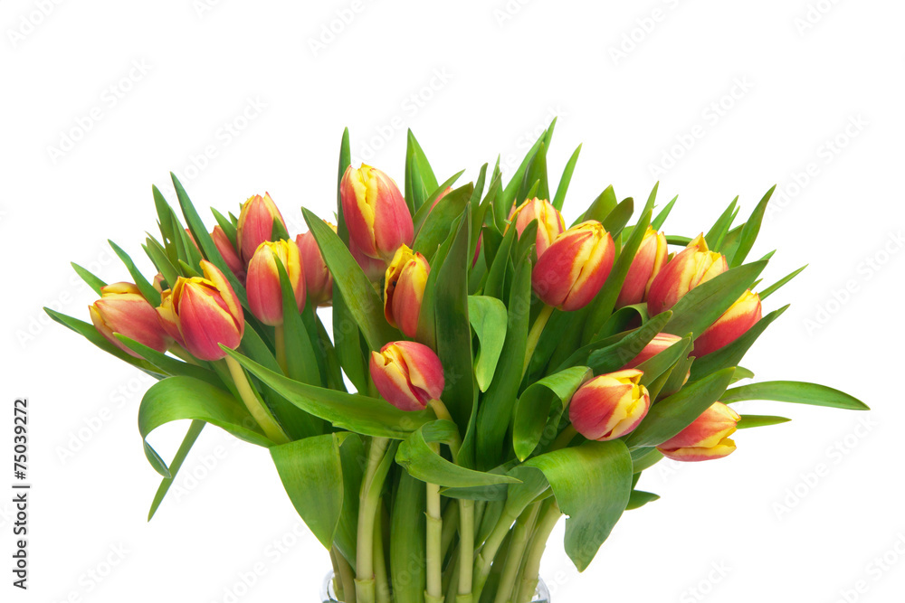 tulips