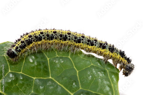 Caterpillar of small cabbage white butterfly