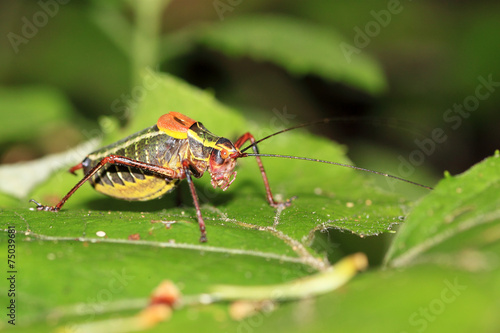 Colorful cricket on a leaf © mattiaath