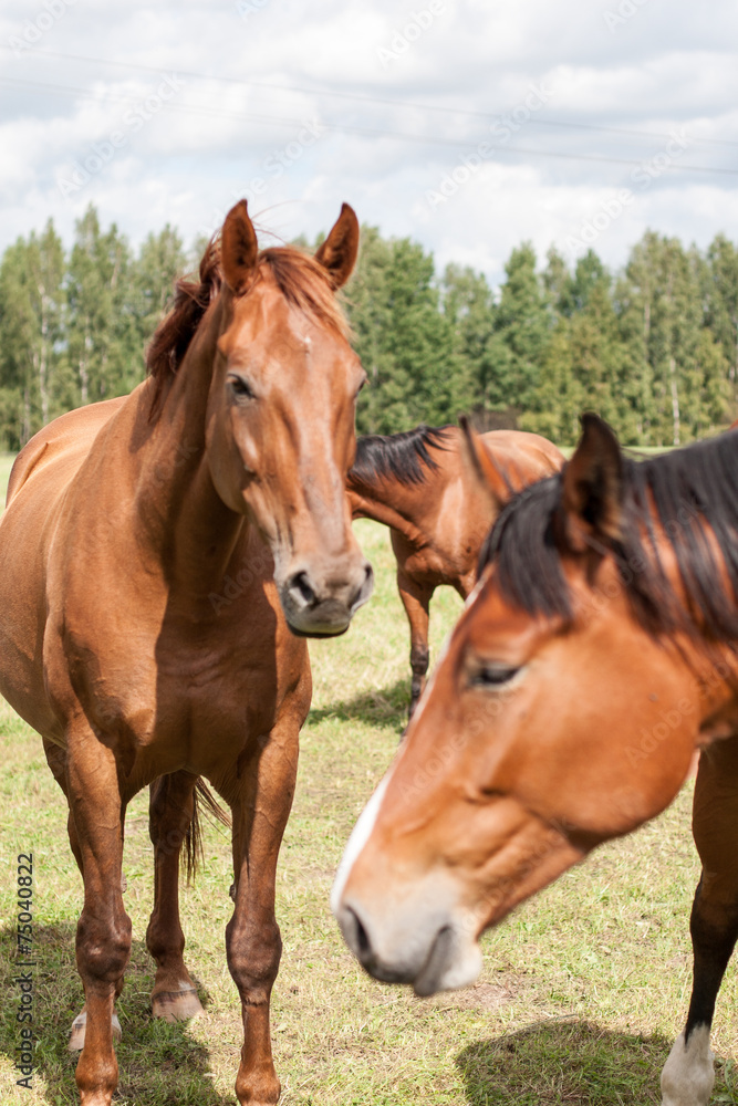 wild horses in the field wild horses in the field