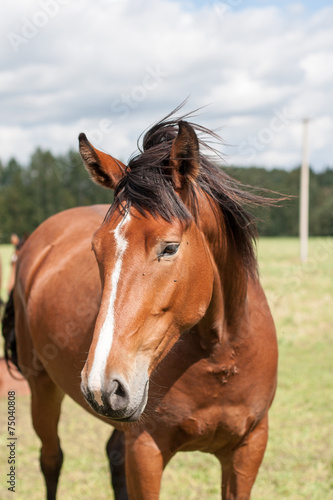 wild horses in the field