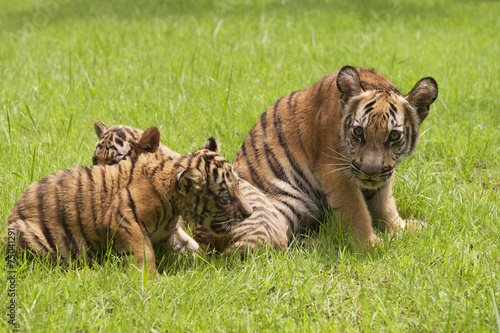 Baby Indochinese tigers play on the grass.