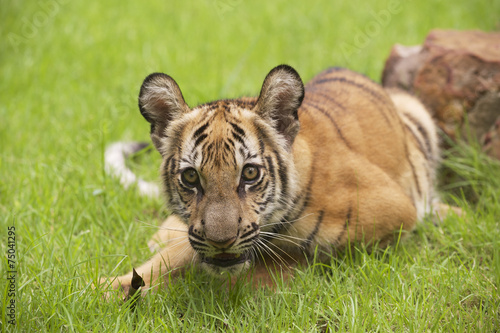 Baby Indochinese tiger plays on the grass. photo