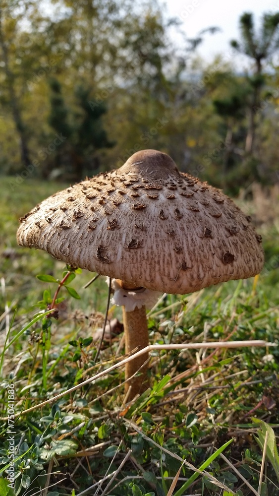 Mushroom close up Mushroom close up