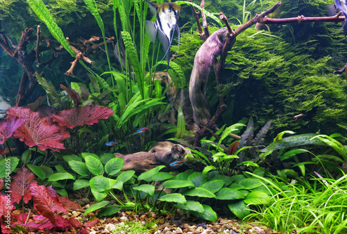 Aquarium photo