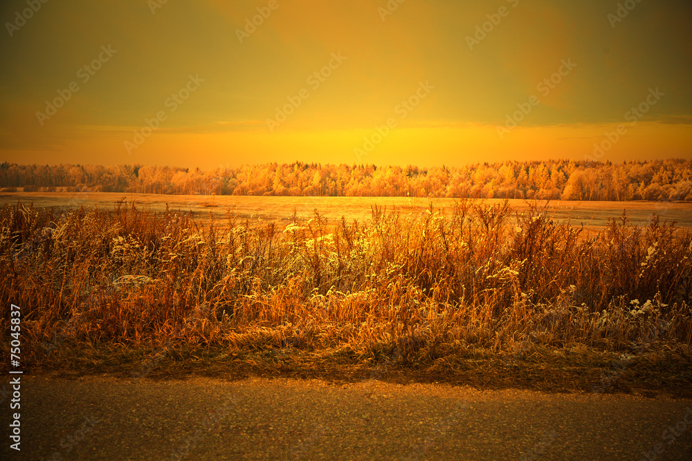 Rustic autumn landscape. at sunset. Autumn grass, forest, field