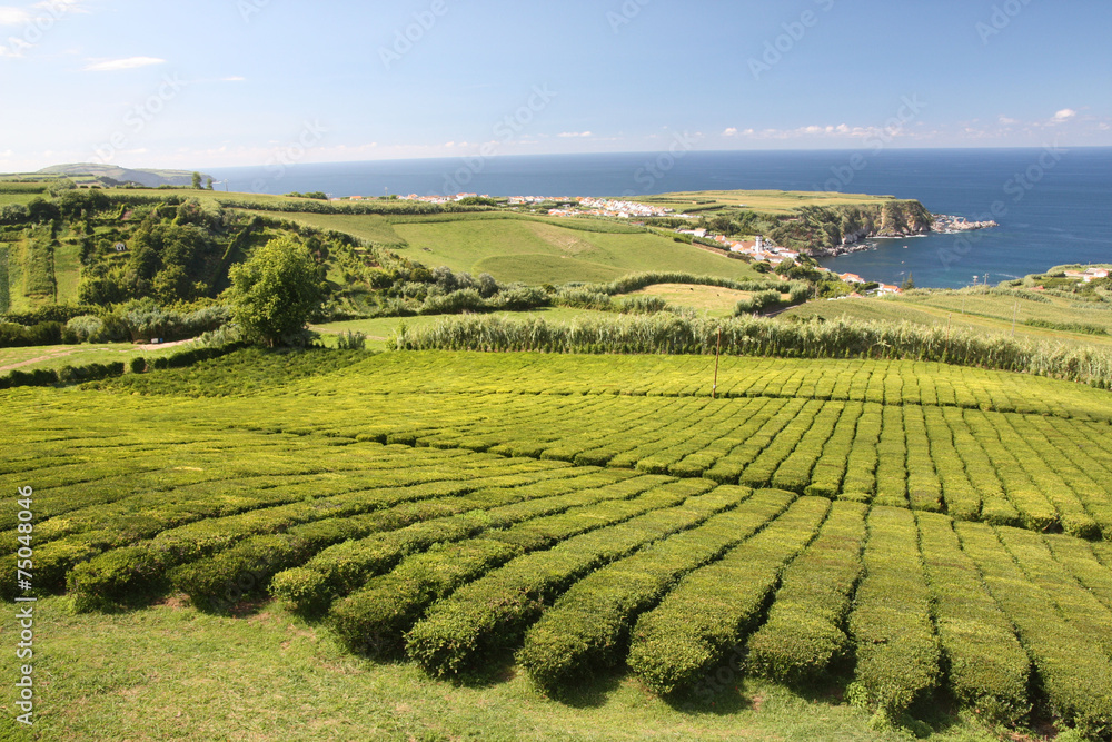 Açores - Sao Miguel - Champ de thé de Cha Goreana