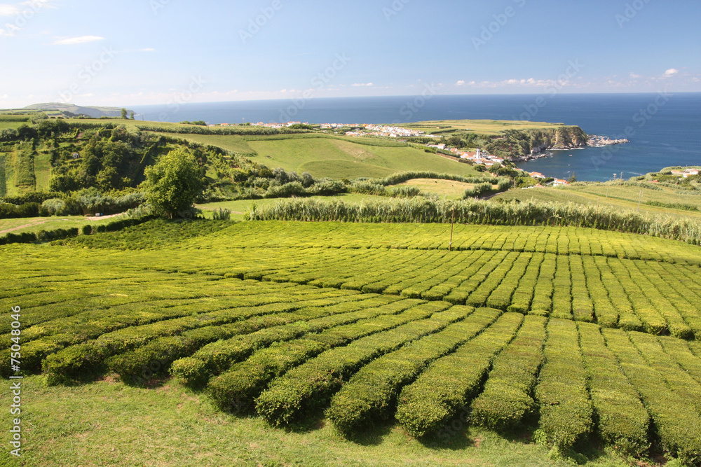 Açores - Sao Miguel - Champ de thé de Cha Goreana Açores - Sao Miguel - Champ de thé de Cha Goreana