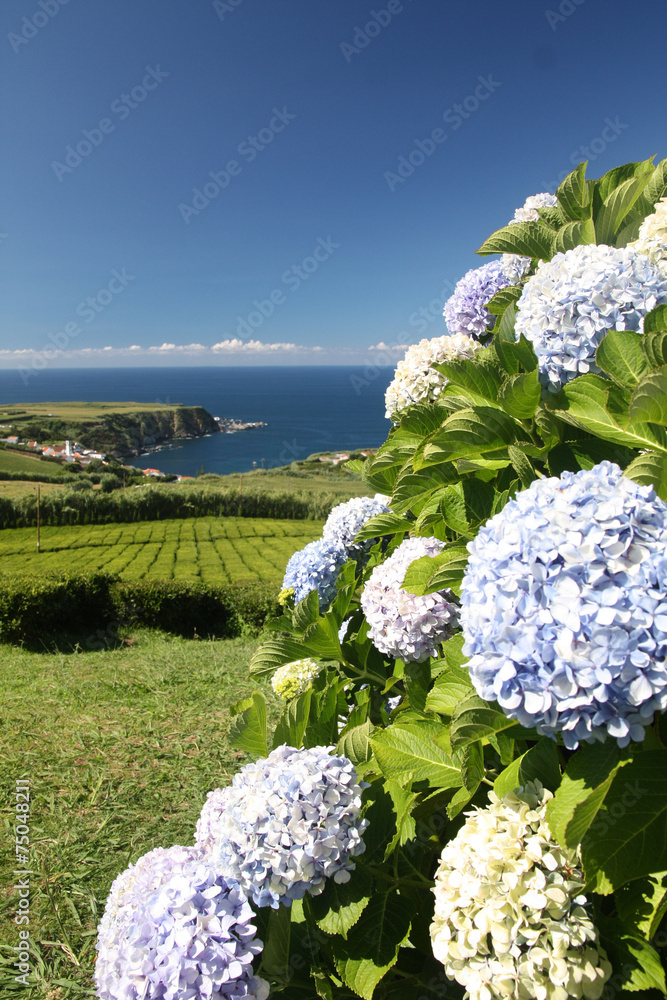 Açores - Sao Miguel - Thé et hortensias