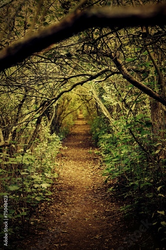 Way in deep forest