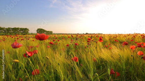 Mohnfeld im Sonnenuntergang