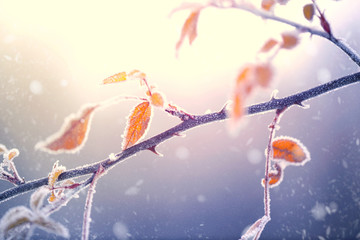 Winter nature background. Frozen branch with leaves closeup