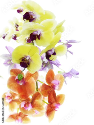 Fototapeta Naklejka Na Ścianę i Meble -  Orchid Flowers