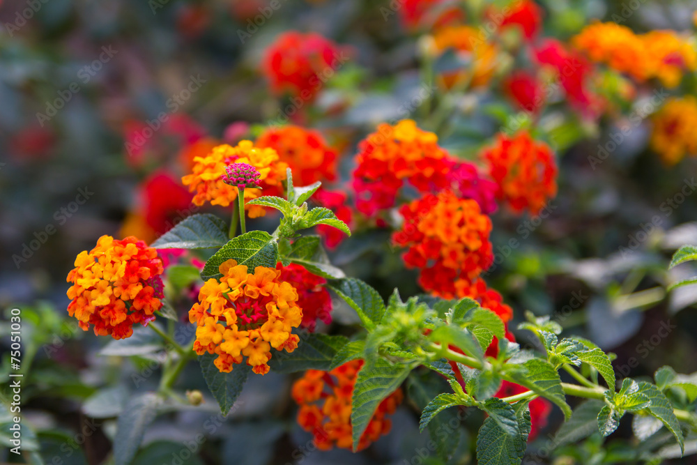 Lantana small red variety, contrast and blur beautiful garden.