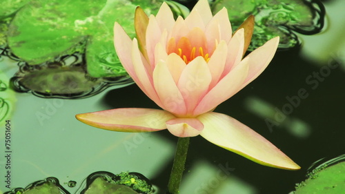 Time lapse opening of water lily flower