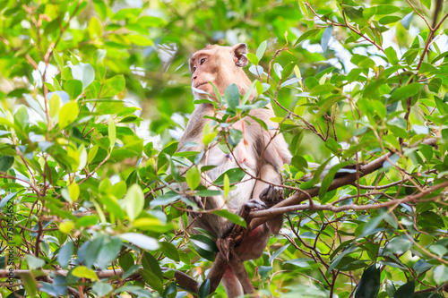 Monkey  Crab-eating macaque  on tree in Thailand