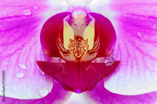 Fototapeta Naklejka Na Ścianę i Meble -  close up of a pink orchid