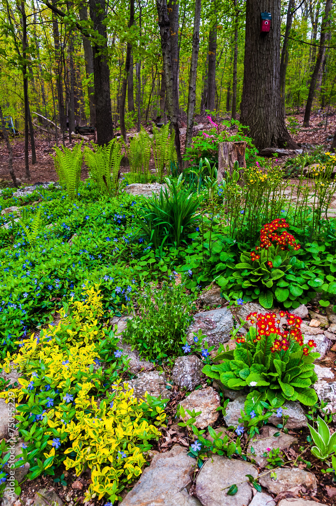 A colorful backyard woodland garden.