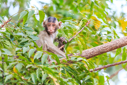 Little Monkey  Crab-eating macaque  on tree in Thailand