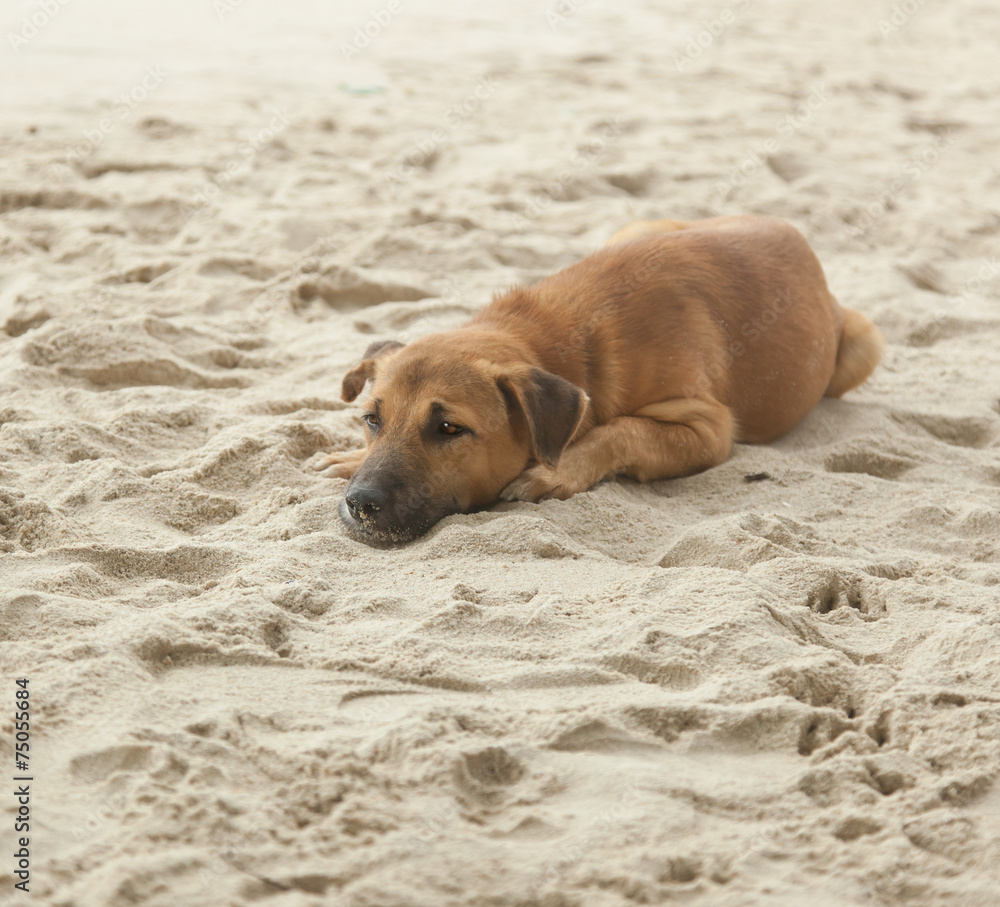 dog sleeps in the sand dog sleeps in the sand