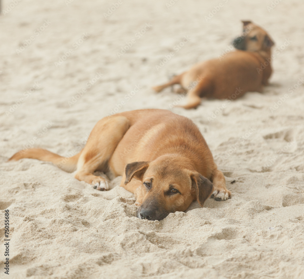 dog sleeps in the sand