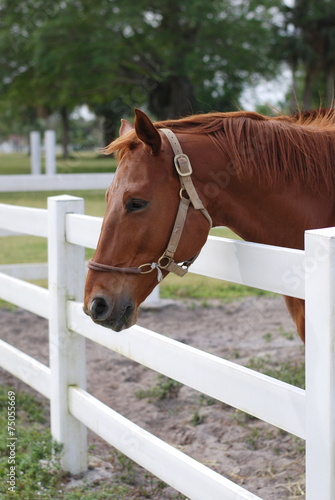 Light Brown Horse at the White Fence