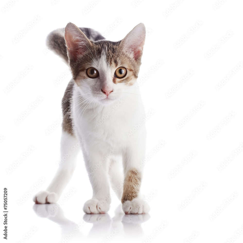 Fototapeta premium The kitten costs on a white background.