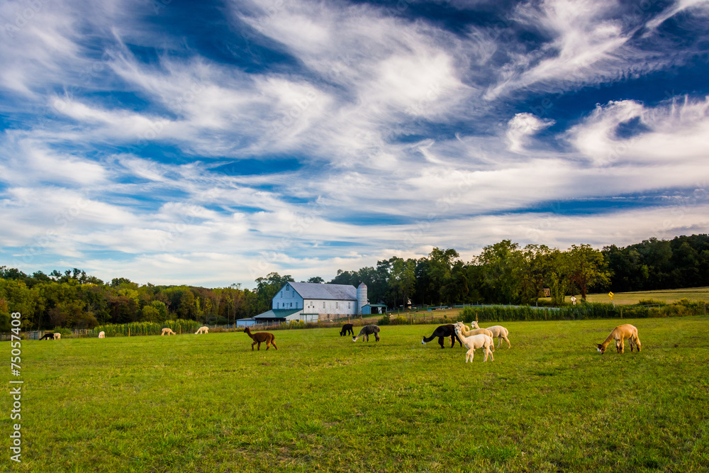 Fototapeta premium Alpacas on a farm in rural York County, Pennsylvania.