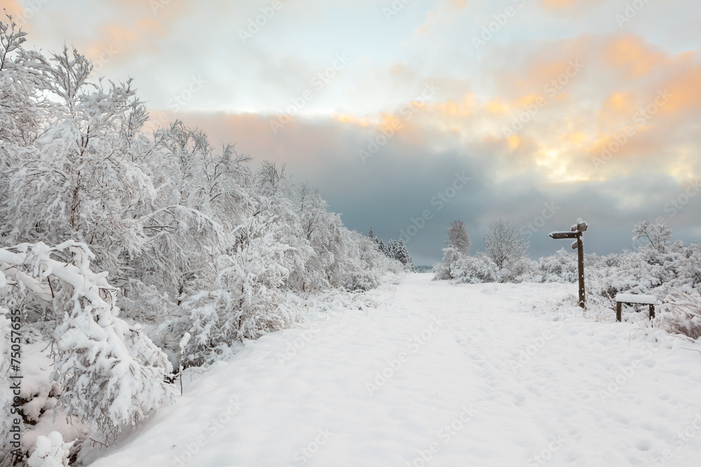 Fototapeta premium Hoge venen in snow