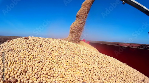 Harvested soybean