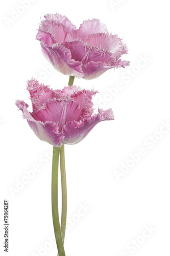 Fototapeta Naklejka Na Ścianę i Meble -  tulip